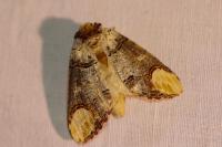 Phalera bucephala