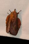 Gastropacha quercifolia
