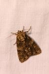 Acronicta rumicis