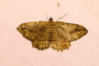 Philereme transversata