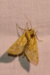 Mythimna vitellina