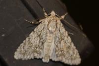 Acronicta aceris