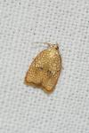 Acleris forsskaleana