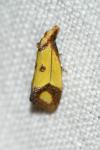 Agapeta zoegana