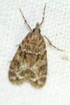 Eudonia mercurella