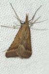 Synaphe punctalis
