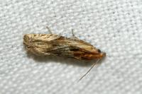 Eucosma