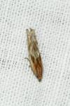 Eucosma