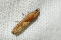 Eucosma