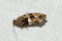 Eudemis profundana
