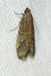 Ephestia