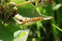 Cucullia lychnitis