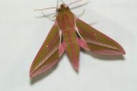 Deilephila elpenor
