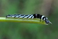 Helcystogramma
