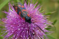 Zygaena filipendulae