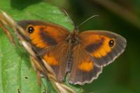 Pyronia tithonus