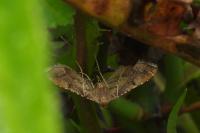 Endotricha flammealis