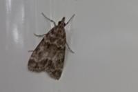Eudonia mercurella