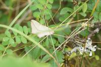 Timandra comae