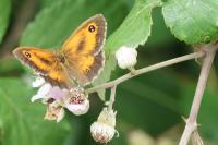 Pyronia tithonus