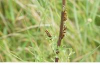 Tyria jacobaeae