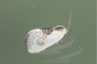 Cilix glaucata