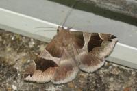Dysgonia algira