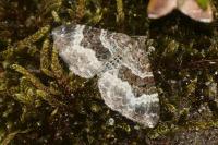Epirrhoe alternata