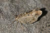 Epirrhoe alternata