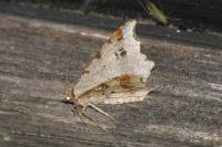 Macaria alternata
