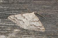 Pseudoterpna coronillaria