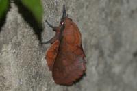 Gastropacha quercifolia