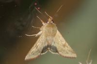 Helicoverpa armigera