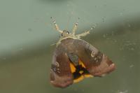 Noctua janthe