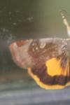 Noctua janthe