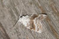 Meganola albula