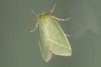Pseudoips prasinanus