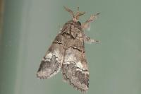 Drymonia querna