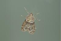 Eudonia mercurella