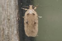 Agonopterix yeatiana