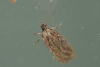 Depressaria daucella