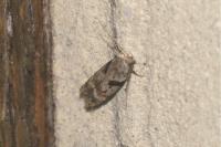 Caryocolum blandellum