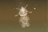 Acrobasis consociella