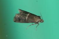 Acrobasis marmorea
