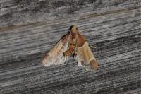 Pyralis farinalis