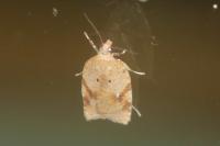 Acleris
