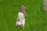 Notocelia roborana