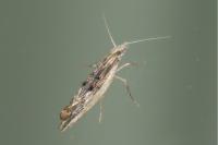 Ypsolopha scabrella