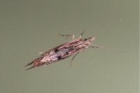 Ypsolopha scabrella