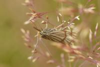 Chrysocrambus linetella
